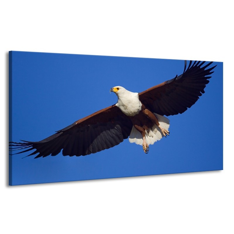 Canvas Schilderij Adelaar, Vogel | Blauw, Wit, Zwart | 170x90cm 1Luik
