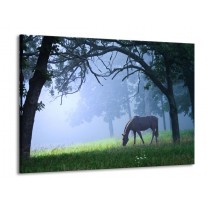 Glas schilderij Paard | Grijs, Groen, Zwart | 100x70cm 1Luik