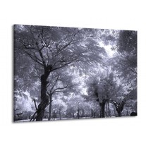 Glas schilderij Bomen | Wit, Zwart, Grijs | 100x70cm 1Luik
