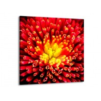 Glas schilderij Natuur | Rood, Geel | 50x50cm 1Luik