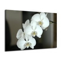 Glas schilderij Orchidee | Wit, Zwart, Grijs | 70x50cm 1Luik