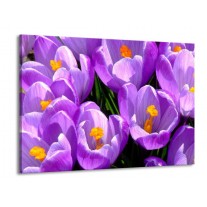 Glas schilderij Krokus | Paars, Geel, Groen | 100x70cm 1Luik