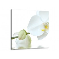 Canvas schilderij Orchidee | Wit, Groen, Geel | 70x70cm 1Luik