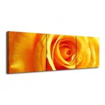 Glas schilderij Roos | Geel, Oranje | 120x40cm 3Luik