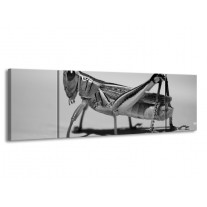 Glas schilderij Sprinkhaan | Grijs, Zilver, Wit | 170x50cm 3Luik