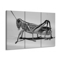 Glas schilderij Sprinkhaan | Grijs, Zilver, Wit | 90x60cm 3Luik