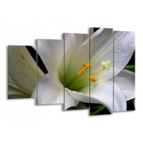 Glas schilderij Bloem | Wit, Oranje, Zwart | 150x100cm 5Luik