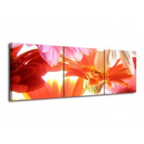 Glas schilderij Bloem | Oranje, Wit, Geel | 120x40cm 3Luik