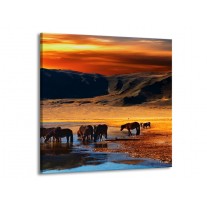 Glas schilderij Paarden | Oranje, Rood, Blauw | 50x50cm 1Luik