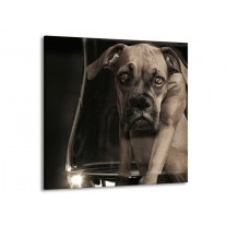 Glas schilderij Hond | Grijs, Zwart, Wit | 70x70cm 1Luik