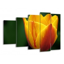 Glas schilderij Tulp | Geel, Groen, Oranje | 150x100cm 5Luik