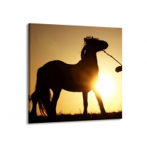 Glas schilderij Paard | Zwart, Geel | 50x50cm 1Luik