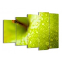 Glas schilderij Appel | Groen | 150x100cm 5Luik