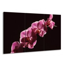 Glas schilderij Orchidee | Paars, Wit, Zwart | 165x100cm 3Luik
