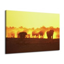 Glas schilderij Olifant | Geel, Oranje, Bruin | 70x50cm 1Luik