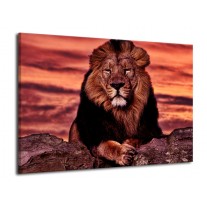Canvas schilderij Leeuw | Paars, Bruin, Zwart | 70x50cm 1Luik