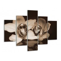 Glas schilderij Orchidee | Sepia, Bruin | 100x70cm 5Luik