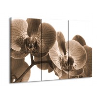 Canvas schilderij Orchidee | Sepia | 90x60cm 3Luik