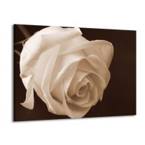 Glas schilderij Roos | Sepia, Bruin | 100x70cm 1Luik