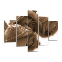 Glas schilderij Roos | Sepia, Bruin | 100x70cm 5Luik