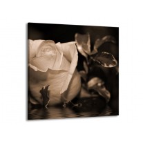 Glas schilderij Roos | Sepia, Bruin | 50x50cm 1Luik
