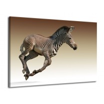 Glas schilderij Zebra | Zwart, Wit, Bruin | 70x50cm 1Luik