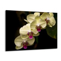 Glas schilderij Orchidee | Geel, Paars, Zwart | 100x70cm 1Luik