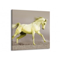 Glas schilderij Paard | Groen, Grijs | 70x70cm 1Luik