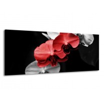 Glas schilderij Orchidee | Rood, Zwart, Grijs | 145x58cm 1Luik