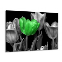 Glas schilderij Tulp | Groen, Grijs, Zwart | 100x70cm 1Luik