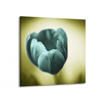 Glas schilderij Tulp | Blauw, Zwart, Groen | 70x70cm 1Luik