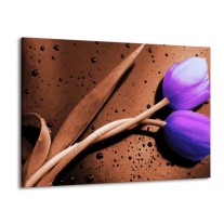 Glas schilderij Tulp | Paars, Bruin, Wit | 100x70cm 1Luik