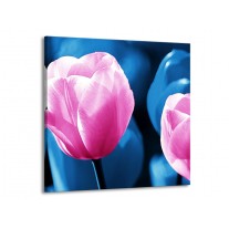 Glas schilderij Tulp | Roze, Blauw | 70x70cm 1Luik