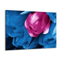 Glas schilderij Tulp | Roze, Blauw | 100x70cm 1Luik