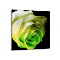 Glas schilderij Roos | Geel, Groen, Zwart | 70x70cm 1Luik