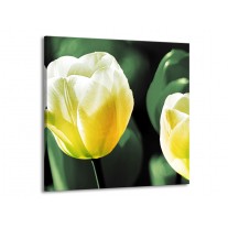 Glas schilderij Tulp | Geel, Groen, Wit | 70x70cm 1Luik