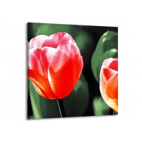 Glas schilderij Tulp | Rood, Groen, Wit | 70x70cm 1Luik