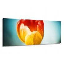 Glas schilderij Tulp | Oranje, Rood, Blauw | 145x58cm 1Luik
