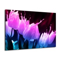 Glas schilderij Tulp | Paars, Roze, Blauw | 70x50cm 1Luik