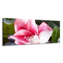 Glas schilderij Bloem | Roze, Wit, Groen | 145x58cm 1Luik
