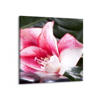 Glas schilderij Bloem | Roze, Wit, Groen | 70x70cm 1Luik