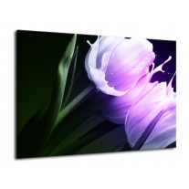 Glas schilderij Tulp | Groen, Paars, Zwart | 70x50cm 1Luik