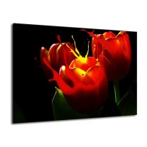 Glas schilderij Tulp | Rood, Zwart, Groen | 70x50cm 1Luik