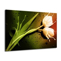 Glas schilderij Tulp | Groen, Wit, Bruin | 70x50cm 1Luik