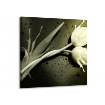 Glas schilderij Tulp | Grijs, Zwart, Wit | 70x70cm 1Luik