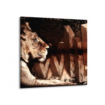 Glas schilderij Leeuw | Bruin, Zwart | 70x70cm 1Luik