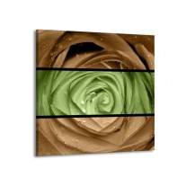 Glas schilderij Roos | Groen, Bruin | 50x50cm 1Luik
