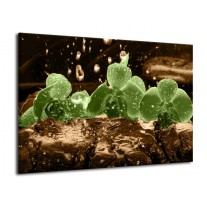 Glas schilderij Orchidee | Groen, Bruin | 70x50cm 1Luik
