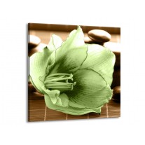 Glas schilderij Orchidee | Groen, Bruin | 70x70cm 1Luik
