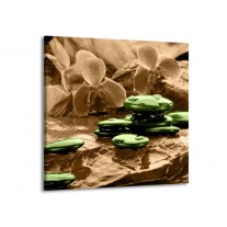 Glas schilderij Orchidee | Groen, Bruin | 70x70cm 1Luik